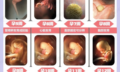 怀孕六个月右肋有点疼网- 怀孕六个月宝宝有多大图片知识,分享怀孕六个月引产需要多少钱